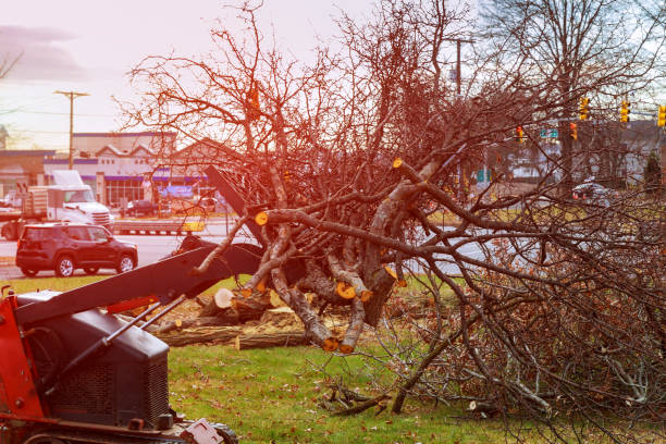 How Our Tree Care Process Works  in  Rosemont, IL